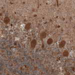 PGP9.5 Antibody in Immunohistochemistry (Paraffin) (IHC (P))
