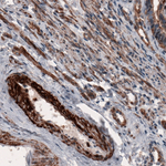 beta Actin Antibody in Immunohistochemistry (Paraffin) (IHC (P))