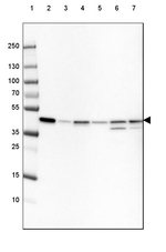 beta Actin Antibody in Western Blot (WB)