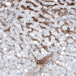 AFP Antibody in Immunohistochemistry (Paraffin) (IHC (P))