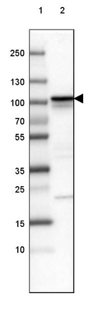 beta Catenin Antibody in Western Blot (WB)