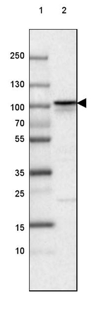 beta Catenin Antibody in Western Blot (WB)