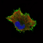 beta Catenin Antibody in Immunocytochemistry (ICC/IF)