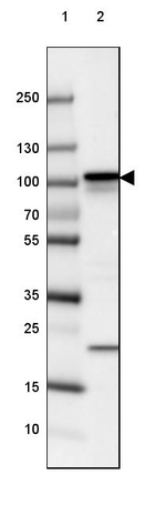 beta Catenin Antibody in Western Blot (WB)