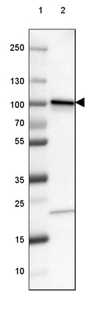 beta Catenin Antibody in Western Blot (WB)