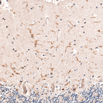 IBA1 Antibody in Immunohistochemistry (Paraffin) (IHC (P))