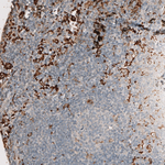 IBA1 Antibody in Immunohistochemistry (Paraffin) (IHC (P))