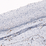IBA1 Antibody in Immunohistochemistry (Paraffin) (IHC (P))