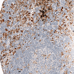 IBA1 Antibody in Immunohistochemistry (Paraffin) (IHC (P))