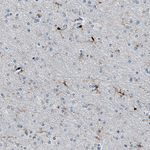 IBA1 Antibody in Immunohistochemistry (Paraffin) (IHC (P))