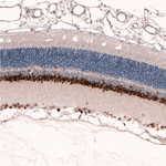 PAX6 Antibody in Immunohistochemistry (Paraffin) (IHC (P))