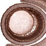 PAX6 Antibody in Immunohistochemistry (Paraffin) (IHC (P))
