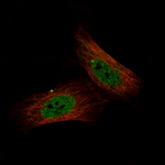 c-Jun Monoclonal Antibody (CL9662)