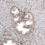 c-Jun Antibody in Immunohistochemistry (Paraffin) (IHC (P))