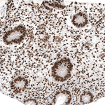 c-Jun Antibody in Immunohistochemistry (Paraffin) (IHC (P))