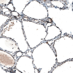 c-Jun Antibody in Immunohistochemistry (Paraffin) (IHC (P))