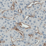 CD105 Antibody in Immunohistochemistry (Paraffin) (IHC (P))