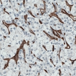 CD105 Antibody in Immunohistochemistry (Paraffin) (IHC (P))