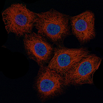 Cyclin D1 Antibody in Immunocytochemistry (ICC/IF)