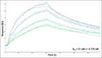 VSNL1 Antibody in Surface plasmon resonance (SPR)