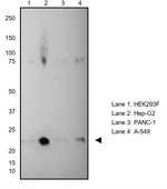 VSNL1 Antibody in Western Blot (WB)