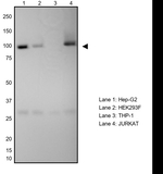 VCP Recombinant Rabbit Monoclonal Antibody (UA22)