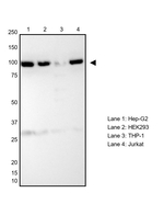 VCP Antibody in Western Blot (WB)