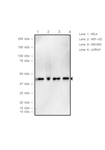 TDP-43 Antibody in Western Blot (WB)