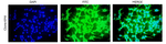 SPON1 Recombinant Rabbit Monoclonal Antibody (KM4)