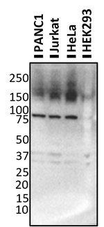SPON1 Antibody in Western Blot (WB)