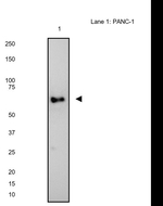 NOX2 Antibody in Western Blot (WB)