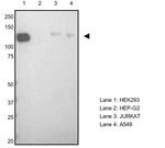 Kinesin 5A Antibody in Western Blot (WB)