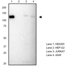 Kinesin 5A Recombinant Rabbit Monoclonal Antibody (HH50)