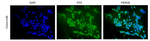 HSP40 Antibody in Immunocytochemistry (ICC/IF)