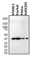 HSP40 Antibody in Western Blot (WB)