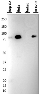 Gelsolin Recombinant Rabbit Monoclonal Antibody (BJ61)