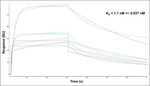 Gelsolin Antibody in Surface plasmon resonance (SPR)