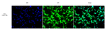 FTO Antibody in Immunocytochemistry (ICC/IF)
