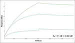 BMI-1 Recombinant Rabbit Monoclonal Antibody (FI07)