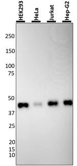 BMI-1 Antibody in Western Blot (WB)