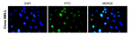 NFkB p50 Recombinant Rabbit Monoclonal Antibody (8M5L)