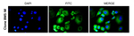 NFkB p50 Antibody in Immunocytochemistry (ICC/IF)