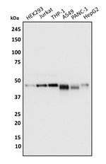NFkB p50 Antibody in Western Blot (WB)