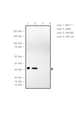 14-3-3 zeta Antibody in Western Blot (WB)