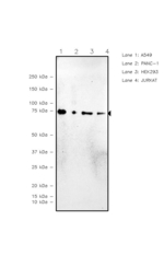 Ezrin Antibody in Western Blot (WB)