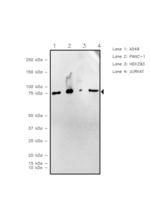 Ezrin Antibody in Western Blot (WB)