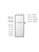 Ezrin Antibody in Western Blot (WB)