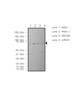 Ezrin Antibody in Western Blot (WB)