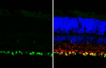 RBPMS Antibody in Immunohistochemistry (Frozen) (IHC (F))