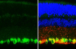 RBPMS Recombinant Rat Monoclonal Antibody (HL3090-RT)